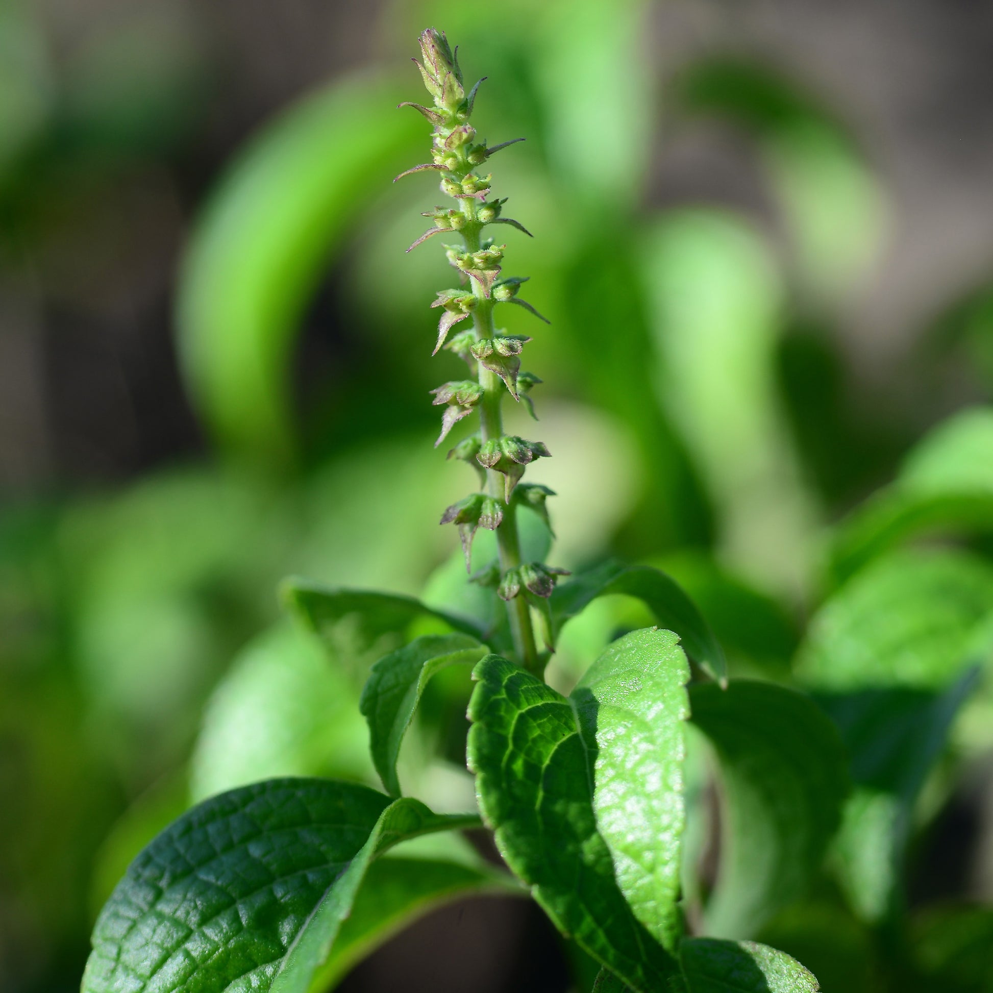 planting tulsi seeds Vana Tulsi (Ocimum Gratissimum) Seeds