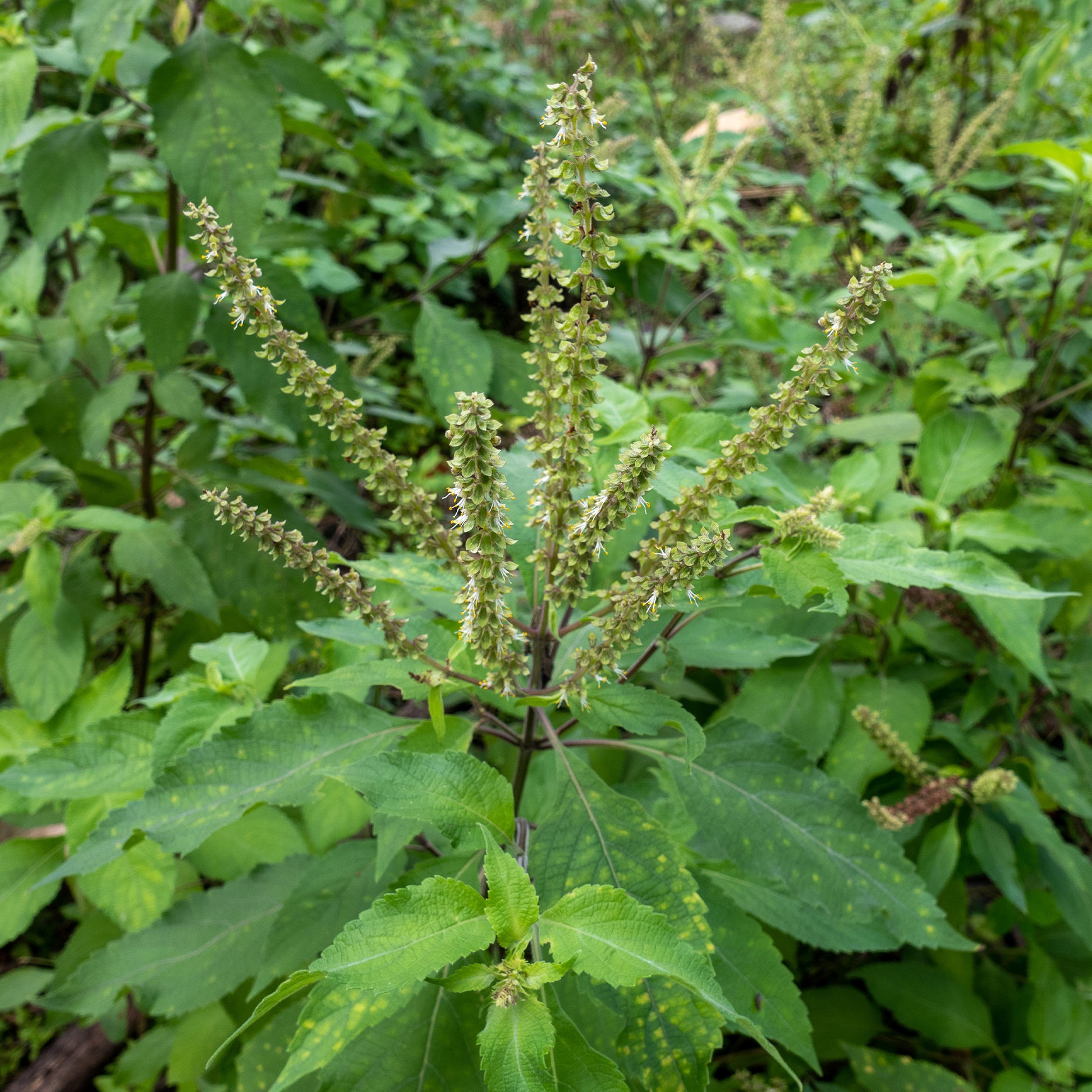 plant tulsi seeds Vana Tulsi (Ocimum Gratissimum) Seeds