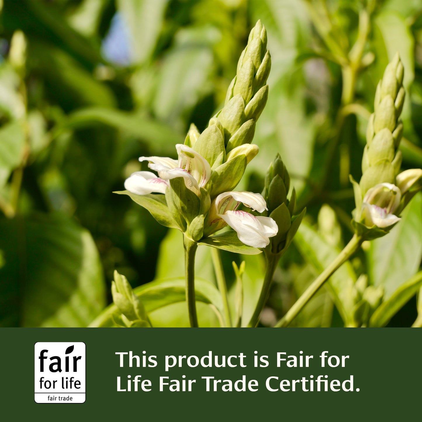 Vasaka plant image with Fair for Life Fair Trade Certified icon