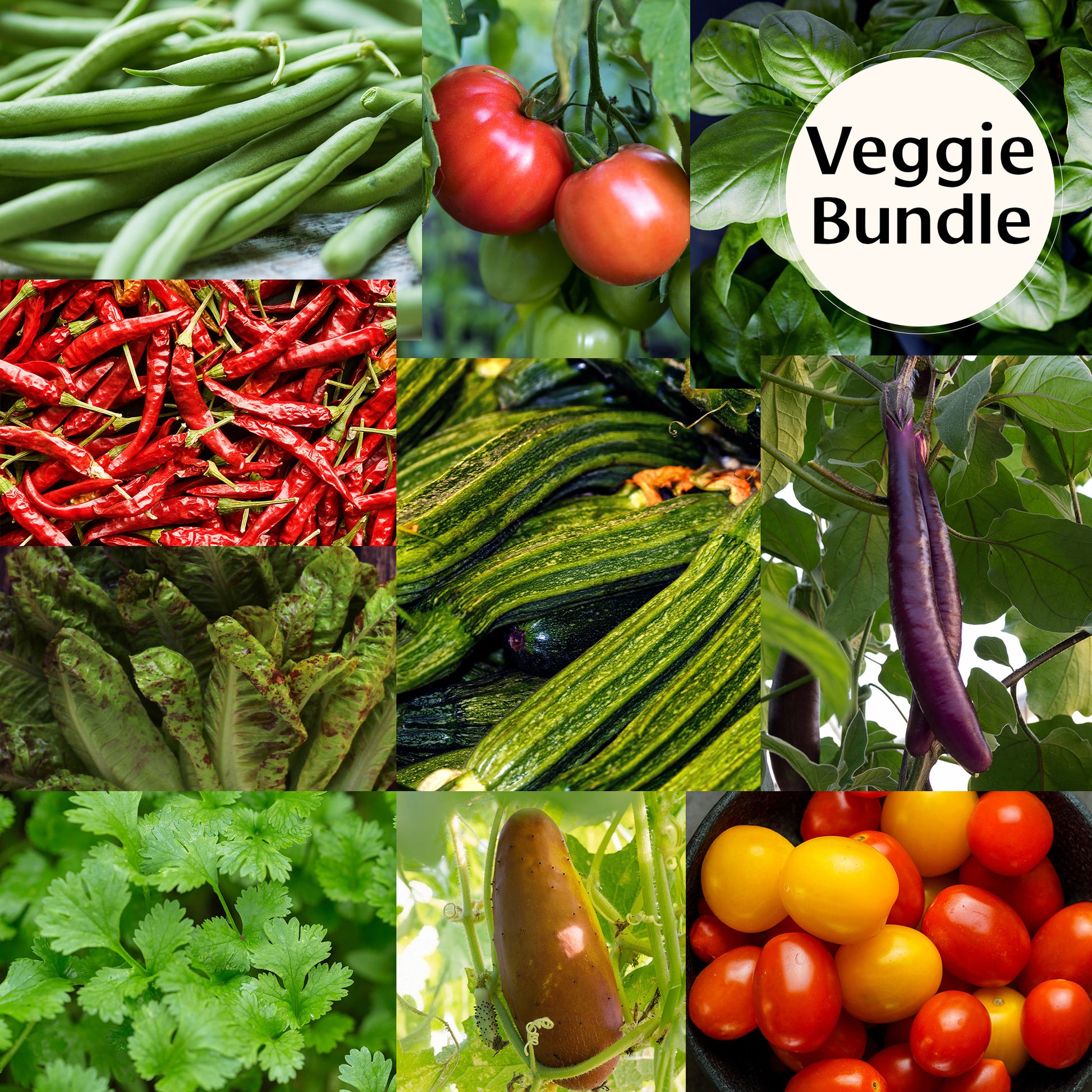 where to buy vegetable plants and seeds Heirloom Vegetable Seed Bundle